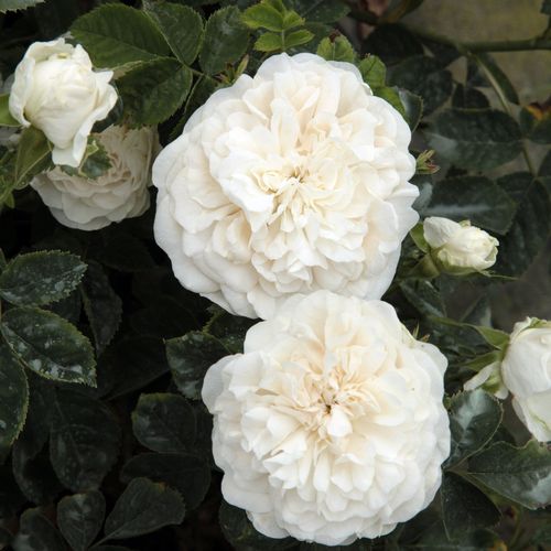 Gärtnerei - Rosa Madame Plantier - weiß - alba rosen  - stark duftend - Plantier - Ist fast dornenlos, mit gebogenen Trieben und hellgrünen Blättern.